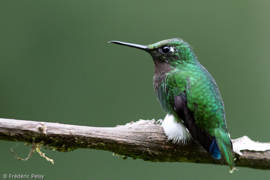 White-booted Racket-tail