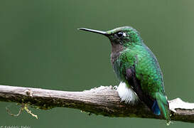 White-booted Racket-tail