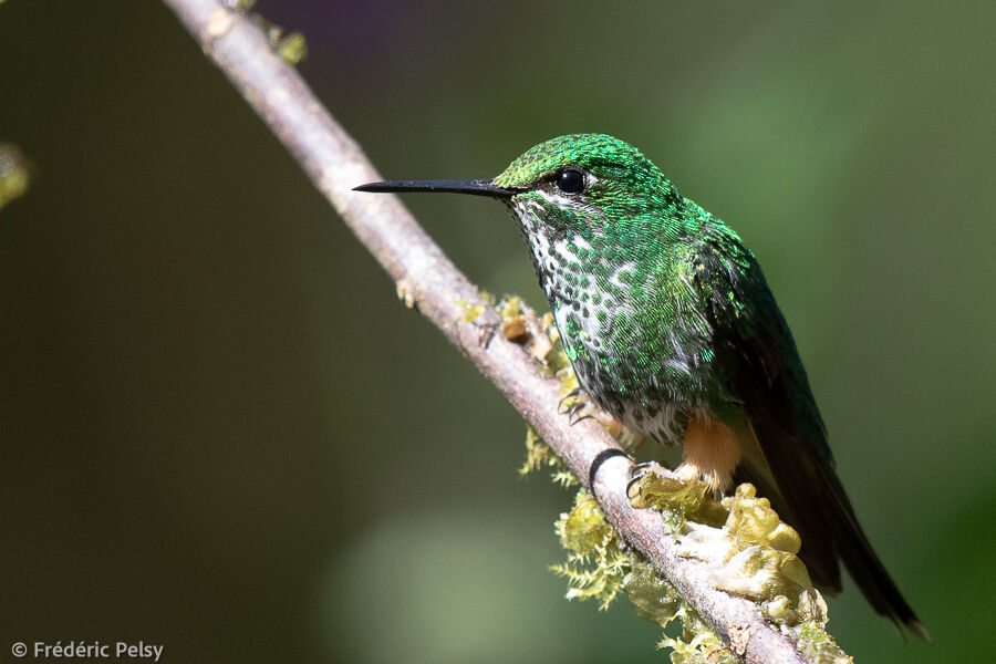 Peruvian Racket-tail female adult