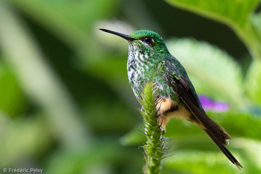 Peruvian Racket-tail female adult