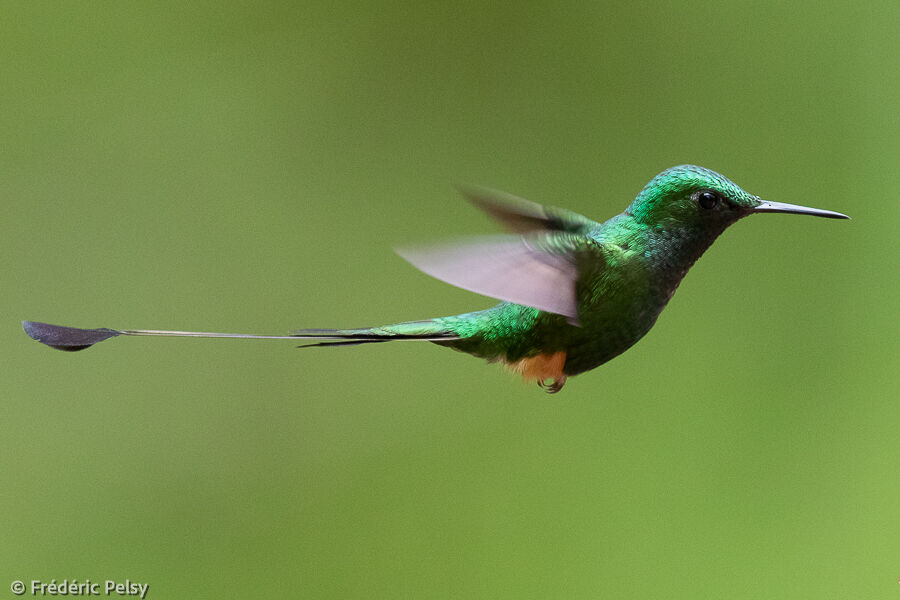 Peruvian Racket-tail male adult, Flight