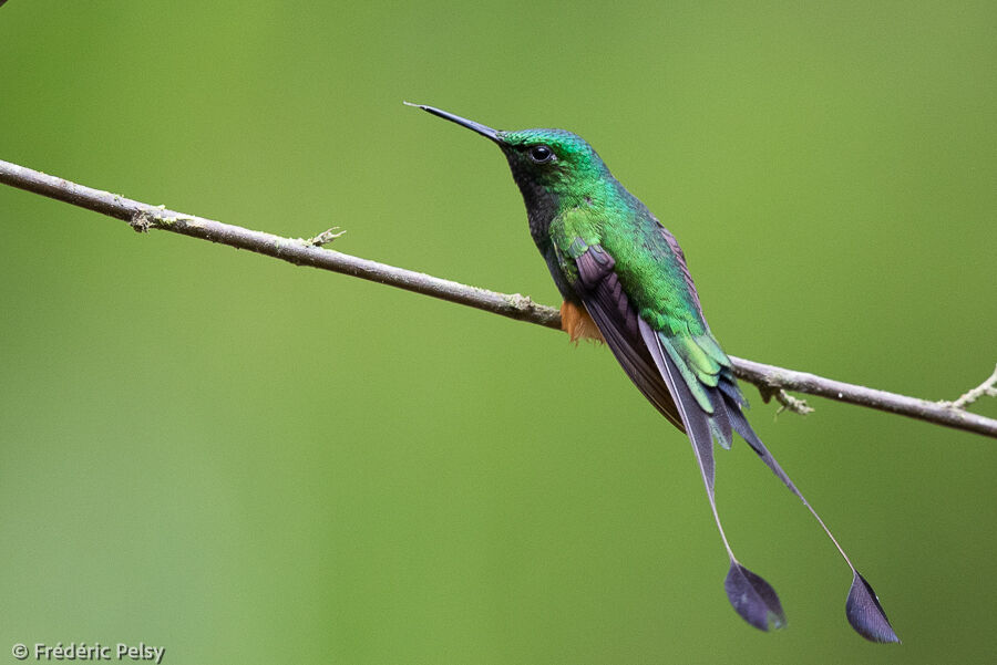 Peruvian Racket-tail male adult