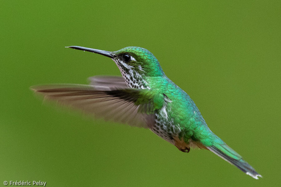 Peruvian Racket-tail female adult, Flight