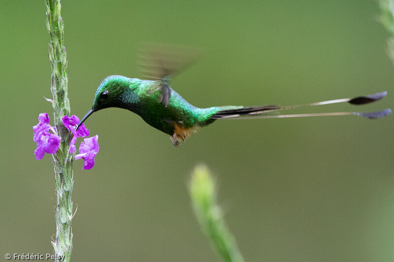 Peruvian Racket-tail male adult, Flight, eats
