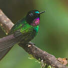 Héliange tourmaline