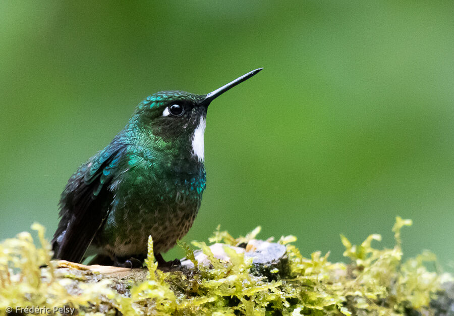 Héliange tourmaline femelle