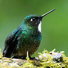 Héliange tourmaline