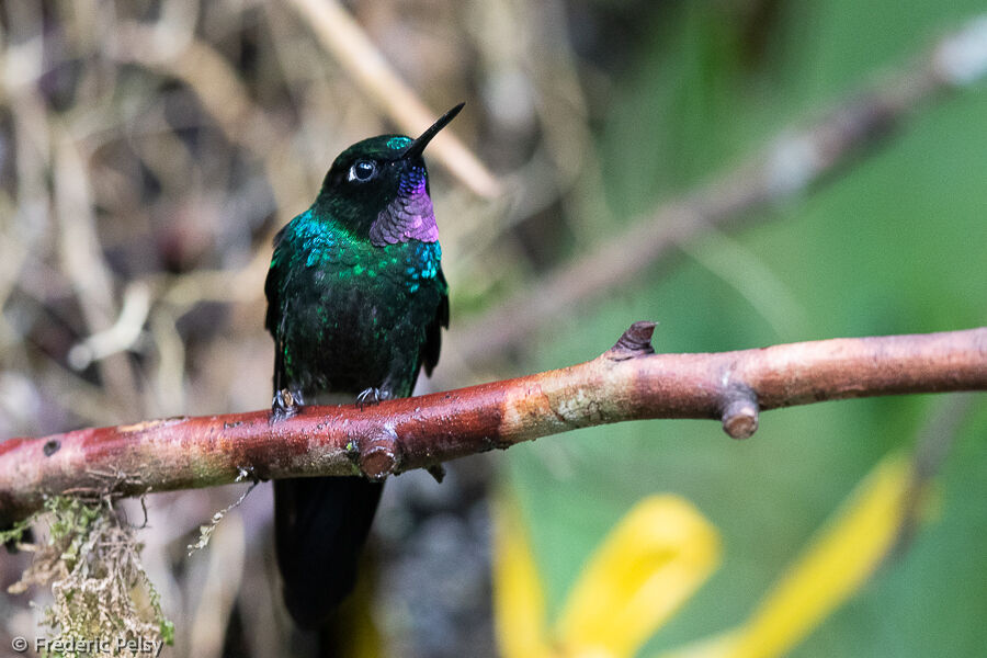 Tourmaline Sunangel male