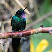 Tourmaline Sunangel