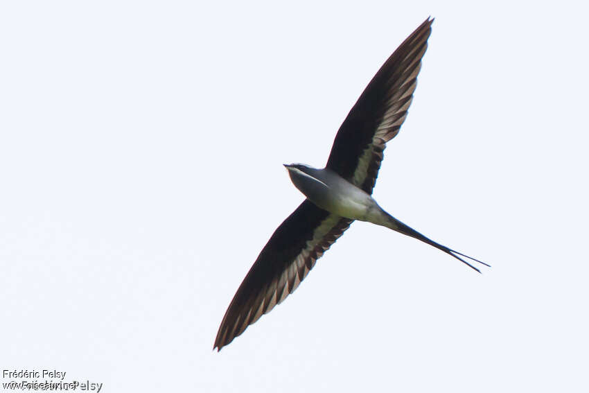 Moustached Treeswiftadult, Flight