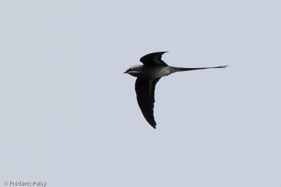 Moustached Treeswift, Flight