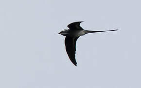 Moustached Treeswift