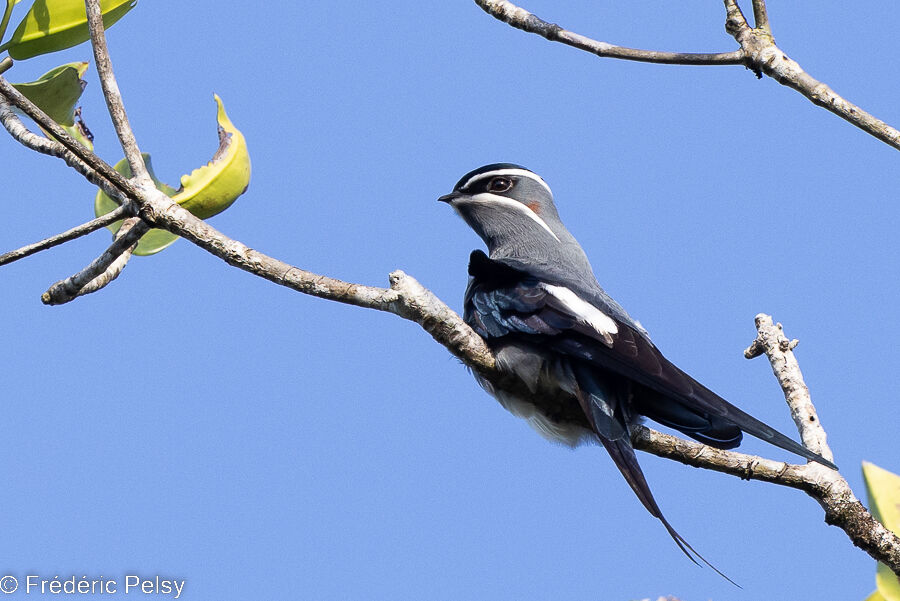 Moustached Treeswift