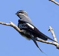 Moustached Treeswift