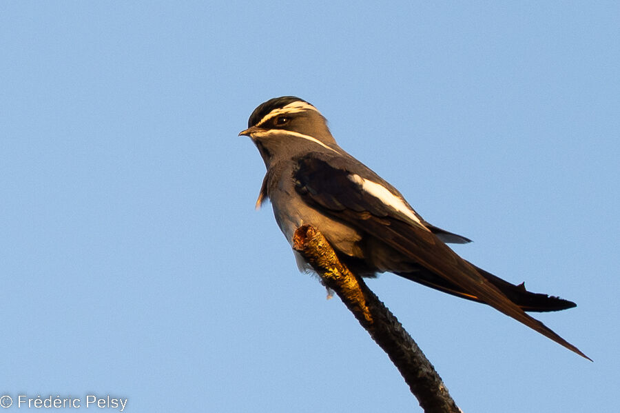 Moustached Treeswift