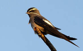 Moustached Treeswift