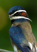 Whiskered Treeswift