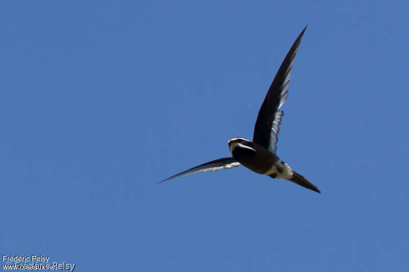 Whiskered Treeswiftadult, Flight