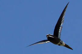 Whiskered Treeswift