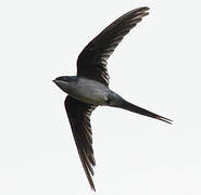 Grey-rumped Treeswift