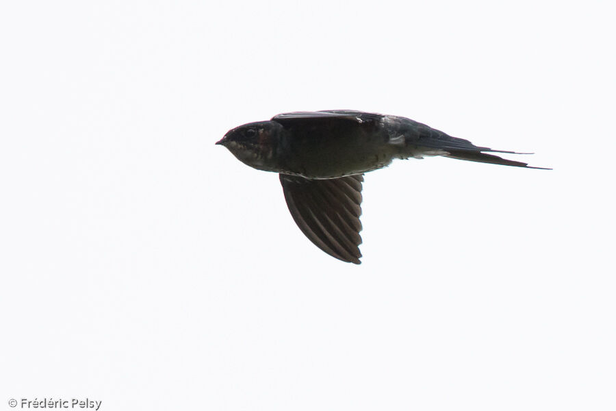 Grey-rumped Treeswift male