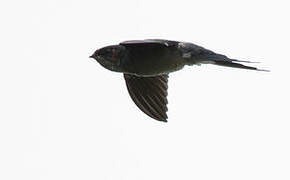 Grey-rumped Treeswift