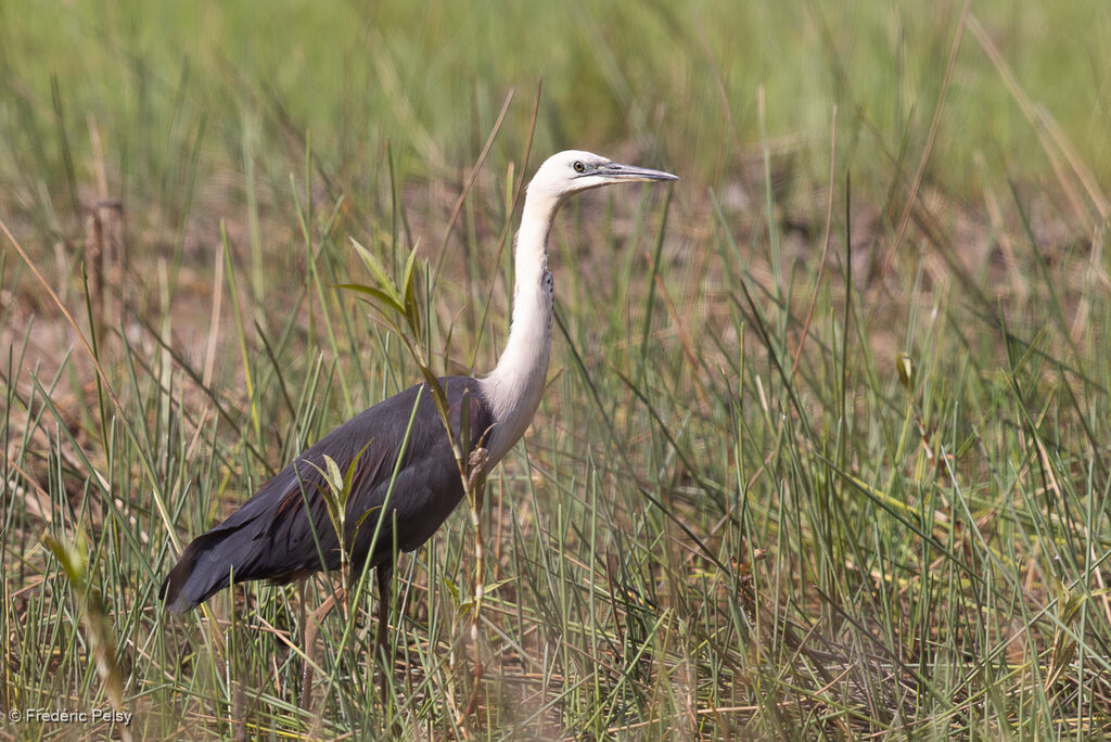 Héron à tête blanche