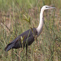 Héron à tête blanche