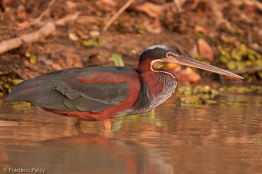 Agami Heronadult, identification, aspect