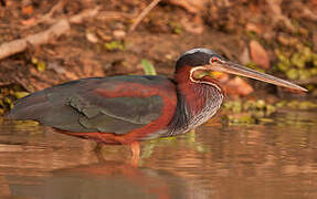 Agami Heron