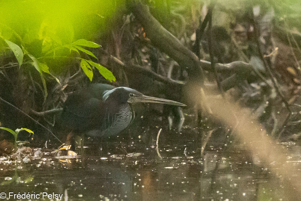 Agami Heron