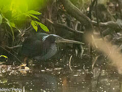 Agami Heron