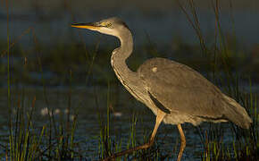 Grey Heron