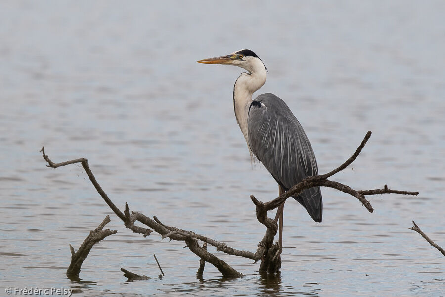 Grey Heronadult