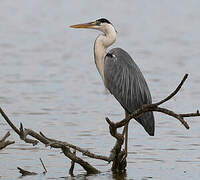 Grey Heron