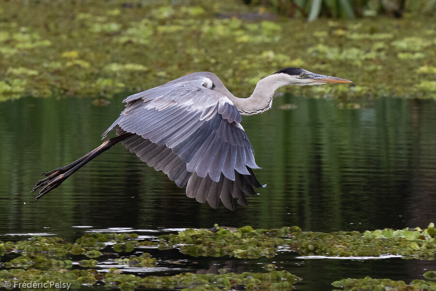 Cocoi Heron, Flight