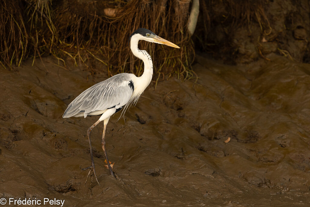 Cocoi Heron