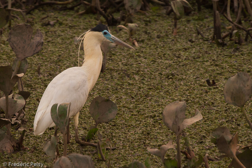 Capped Heron