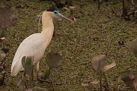 Capped Heron