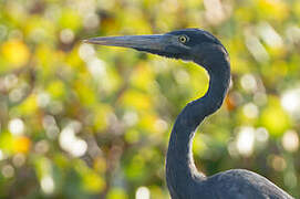 Humblot's Heron