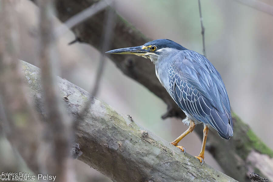 Héron des mangrovesadulte, identification, pigmentation