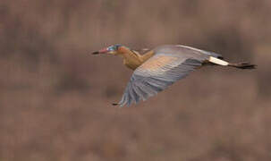 Whistling Heron