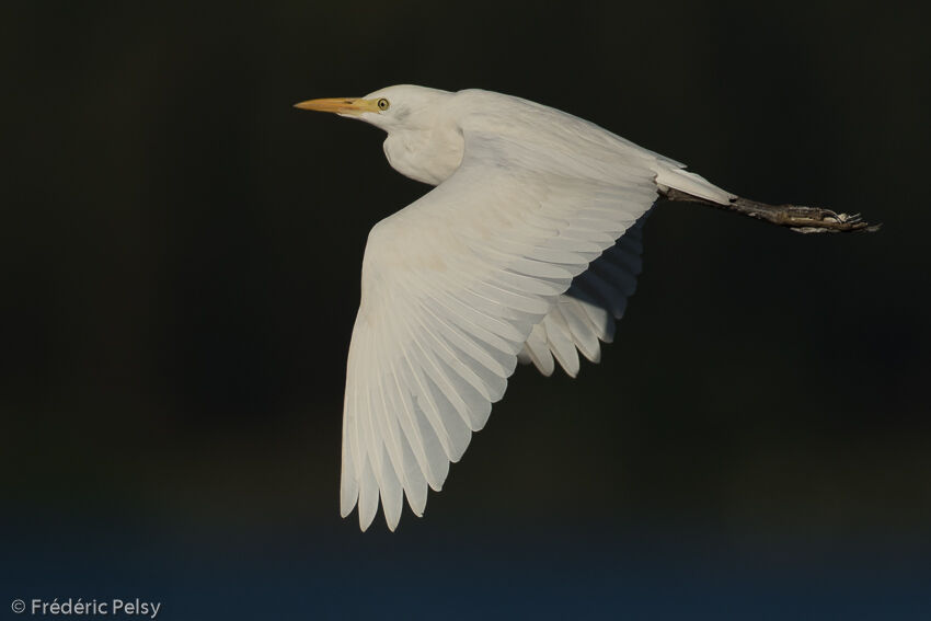 Western Cattle Egret