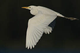 Western Cattle Egret