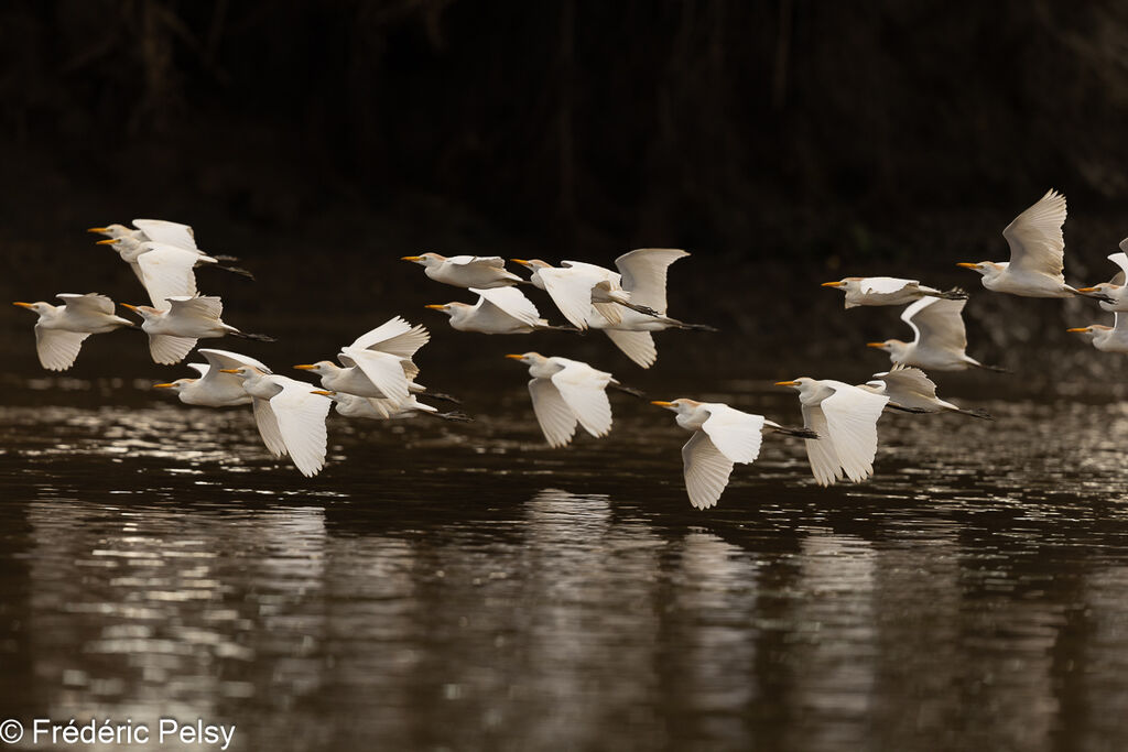 Western Cattle Egret