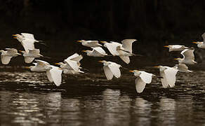 Western Cattle Egret