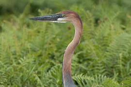 Goliath Heron