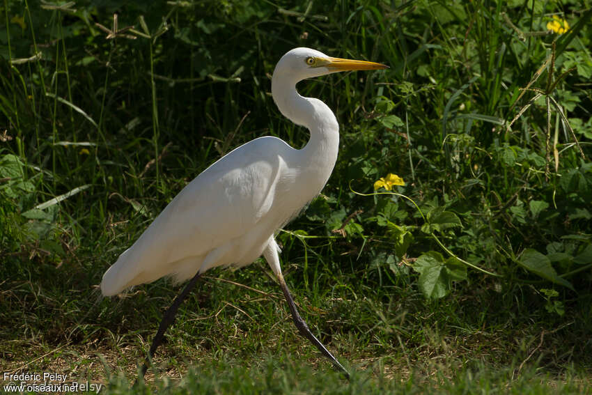 Medium Egretadult, identification