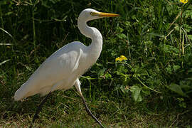 Medium Egret