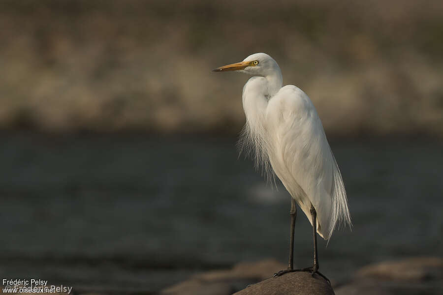 Medium Egretadult, identification